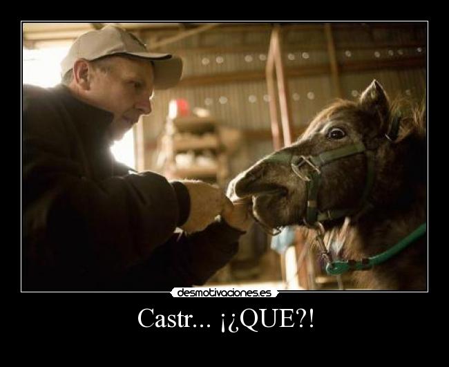 Castr... ¡¿QUE?! - 