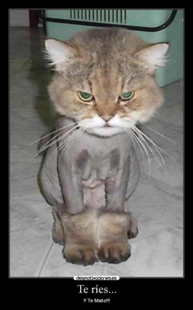 Te ríes... - 