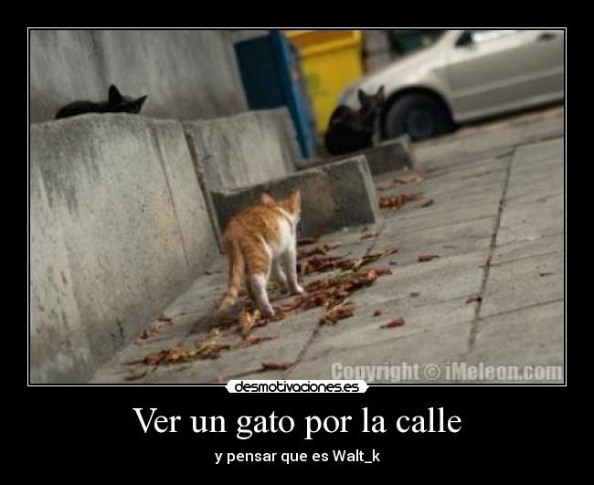 Ver un gato por la calle -
