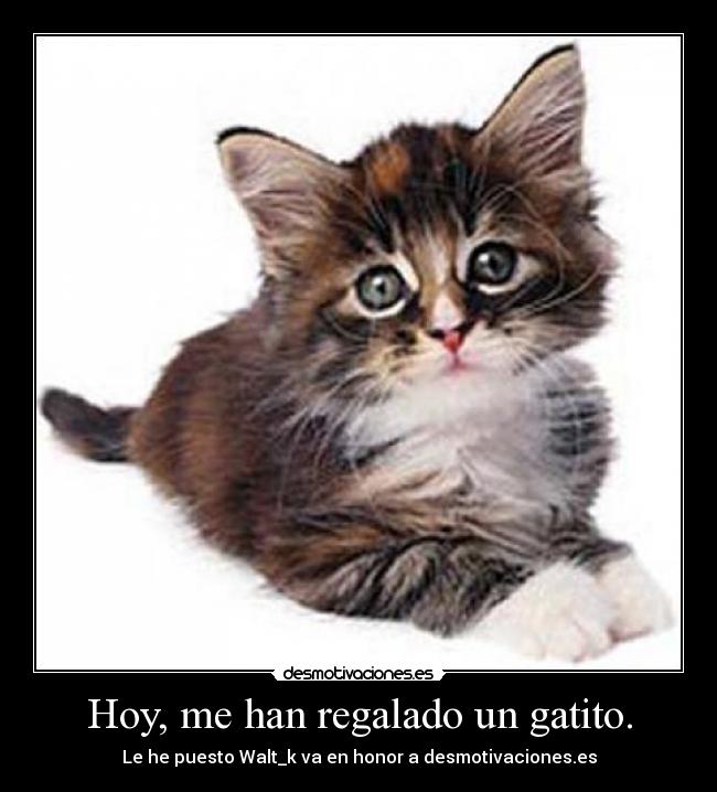 Hoy, me han regalado un gatito. - Le he puesto Walt_k va en honor a desmotivaciones.es