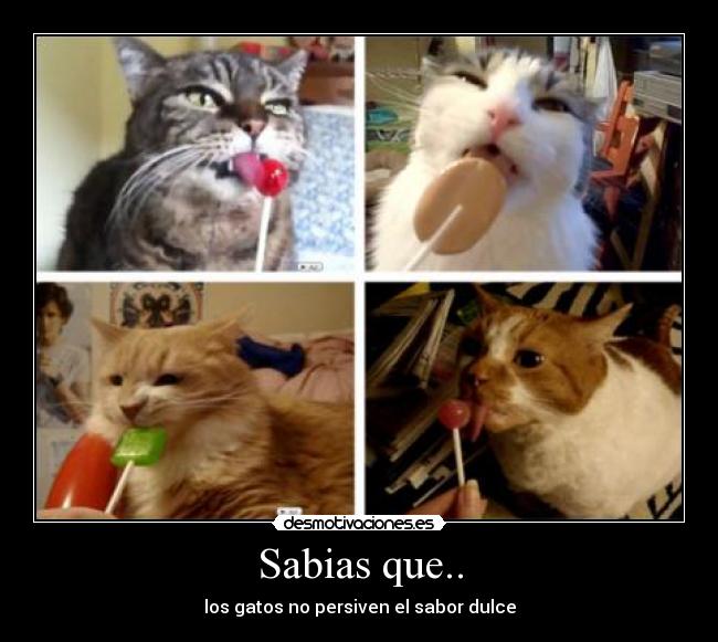 Sabias que.. - 