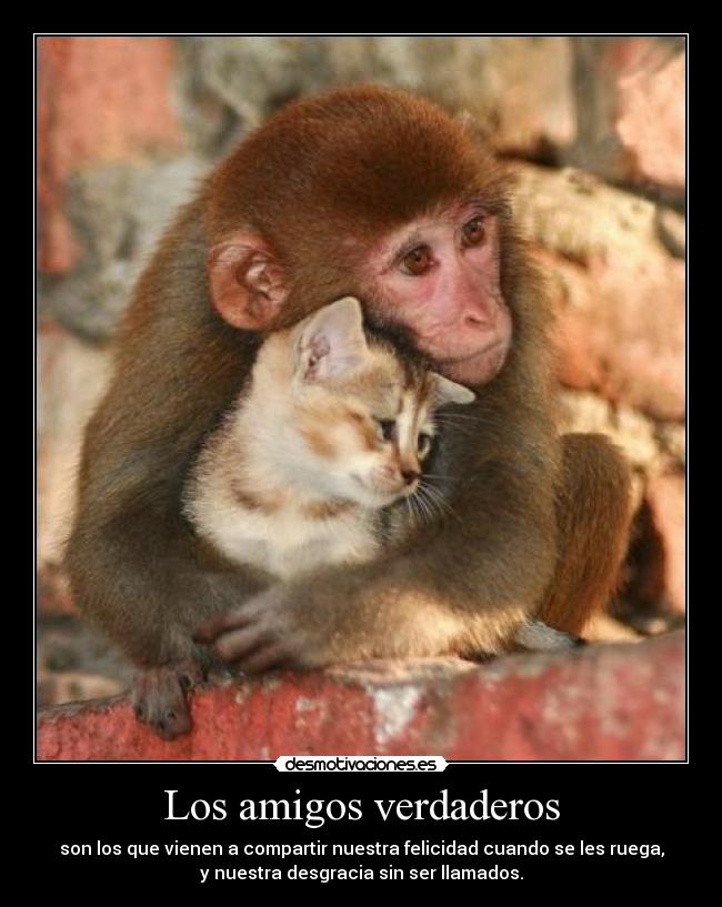 carteles amigos los verdaderos amigos desmotivaciones