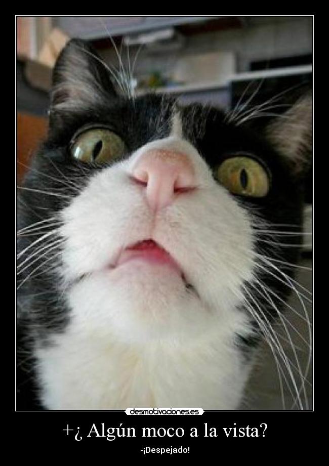 +¿ Algún moco a la vista? - -¡Despejado!