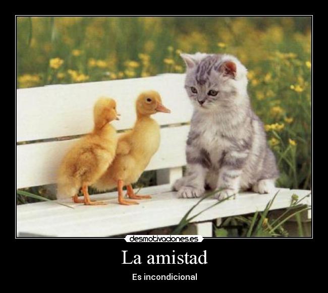 La amistad - Es incondicional