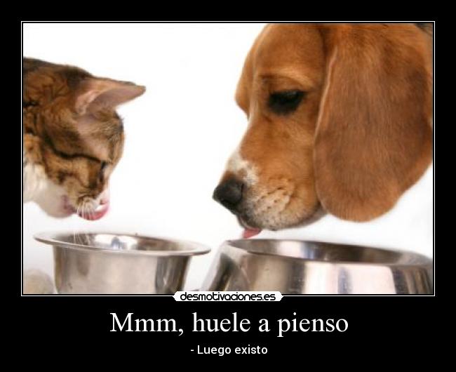 Mmm, huele a pienso - - Luego existo
