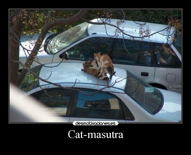 Cat-masutra -