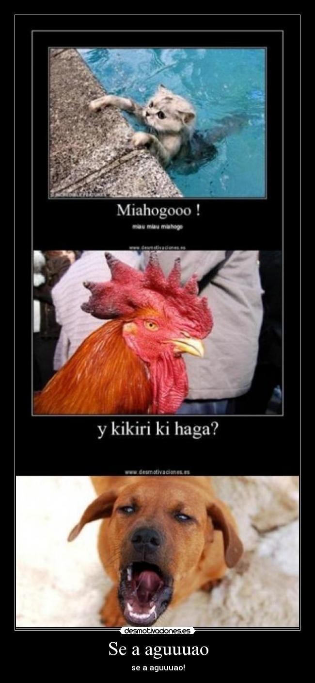 Se a aguuuao - se a aguuuao!