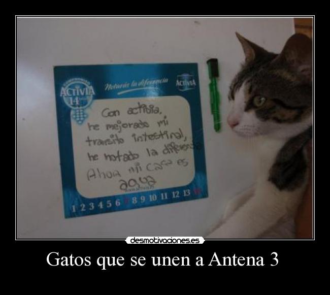 Gatos que se unen a Antena 3 -