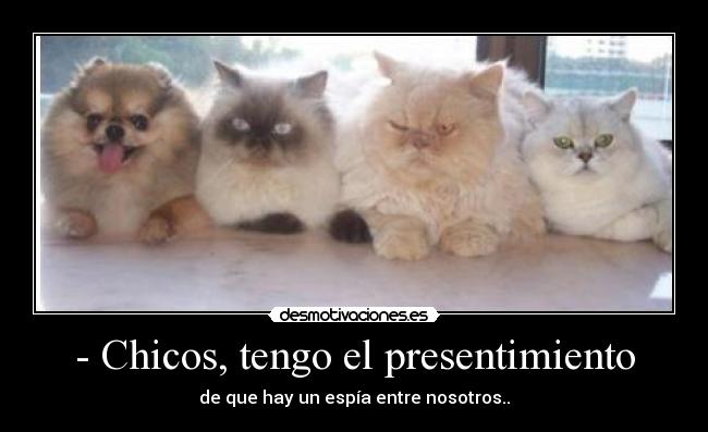 - Chicos, tengo el presentimiento -