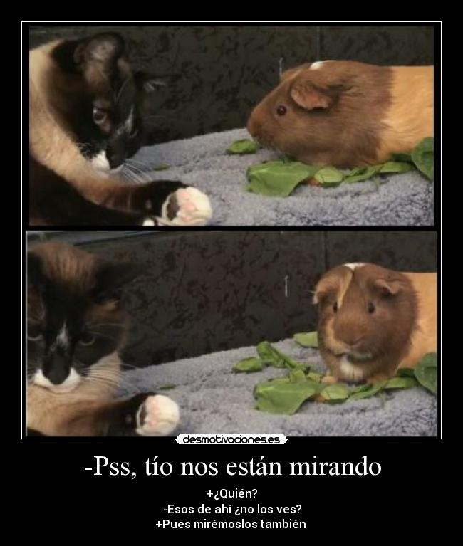 carteles raton gato desmotivaciones