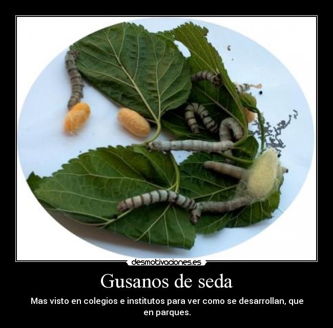 Gusanos de seda - 