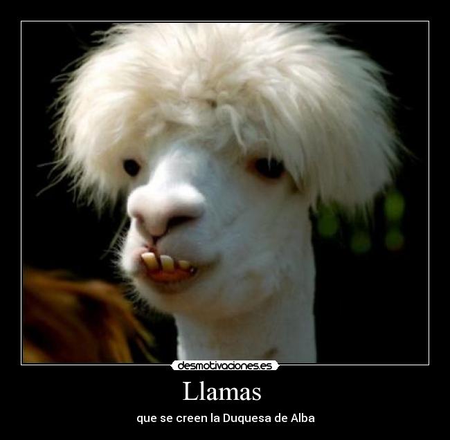 Llamas -
