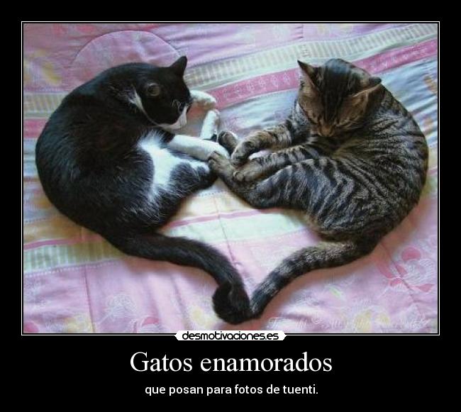 carteles gatos gatos enamorados que posan para fotos tuenti desmotivaciones