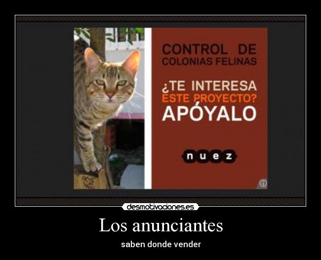 carteles gatos desmotivaciones