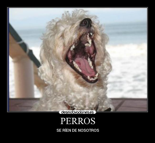 PERROS -