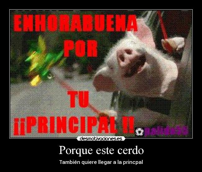 Porque este cerdo - También quiere llegar a la princpal