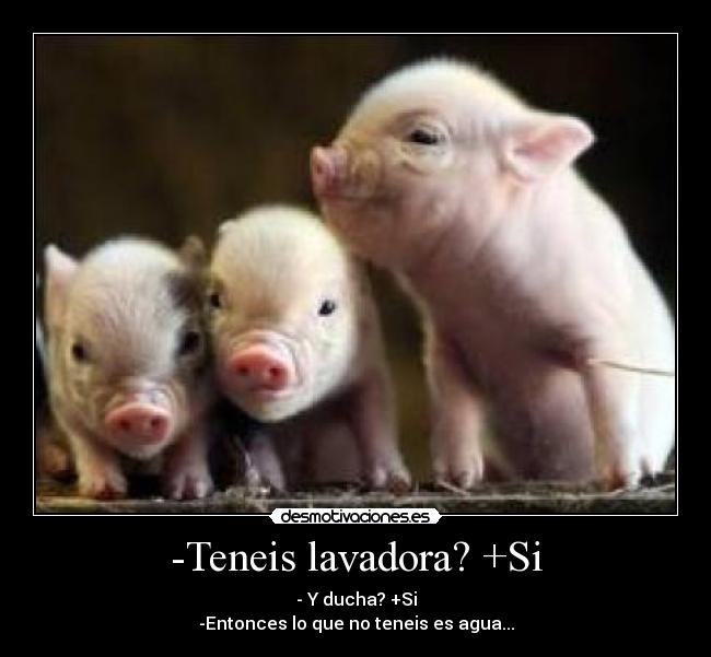 -Teneis lavadora? +Si - - Y ducha? +Si
-Entonces lo que no teneis es agua...