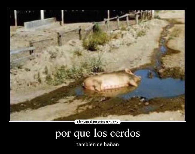 por que los cerdos - tambien se bañan