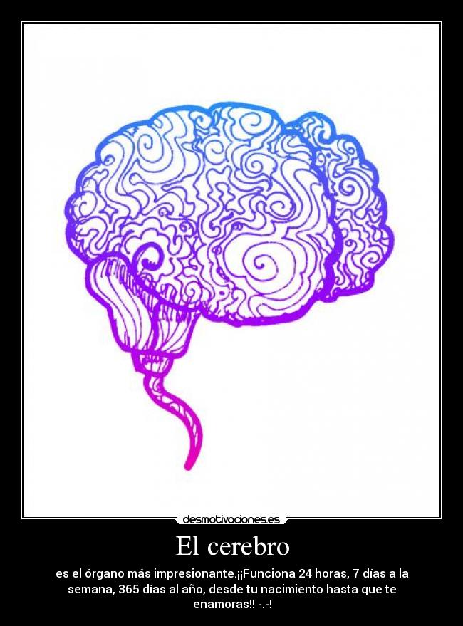 El cerebro -