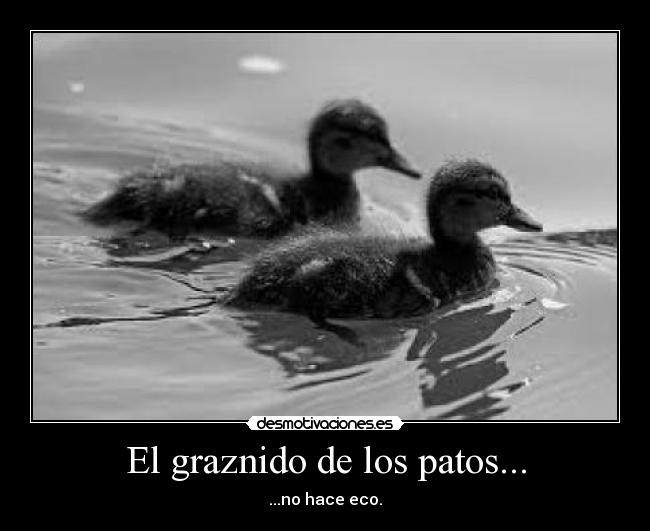 El graznido de los patos... - ...no hace eco.