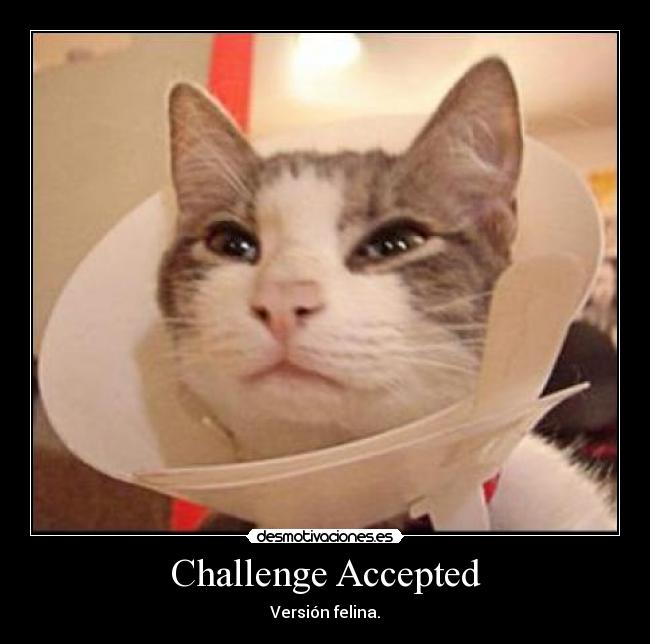 Challenge Accepted - Versión felina.