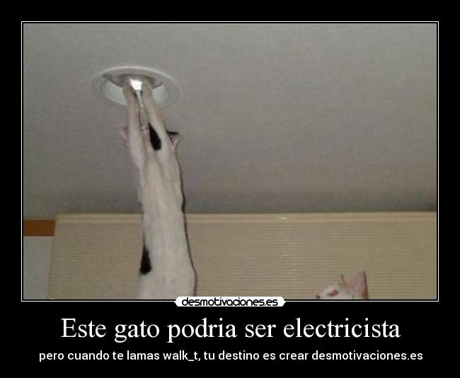 Este gato podria ser electricista - pero cuando te lamas walk_t, tu destino es crear desmotivaciones.es