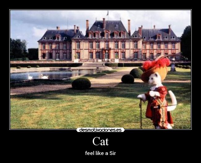 Cat - feel like a Sir