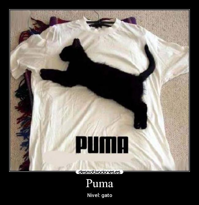 carteles puma gato desmotivaciones