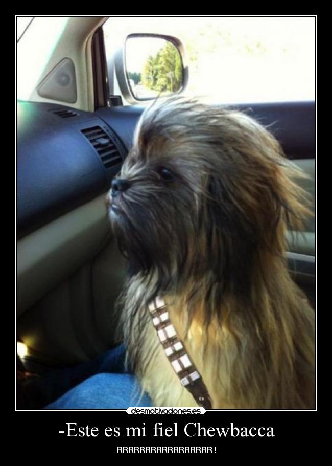 -Este es mi fiel Chewbacca - 