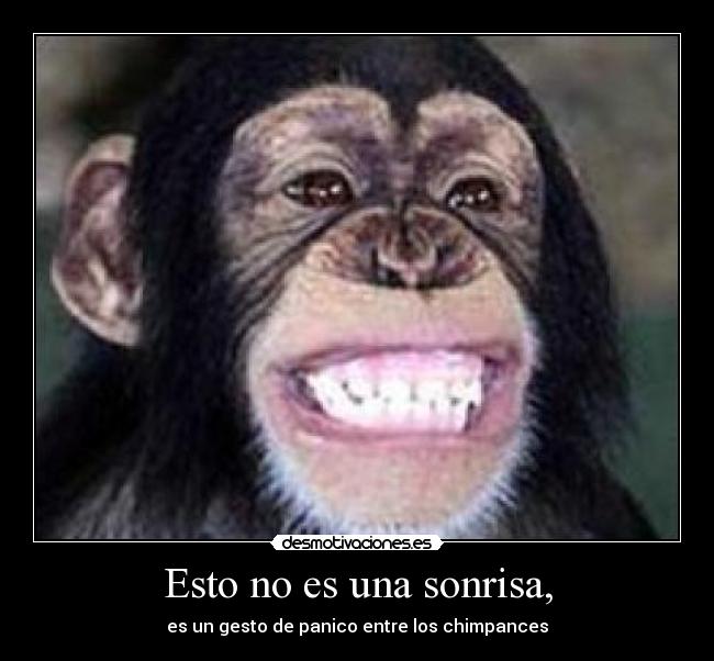 Esto no es una sonrisa, - es un gesto de panico entre los chimpances