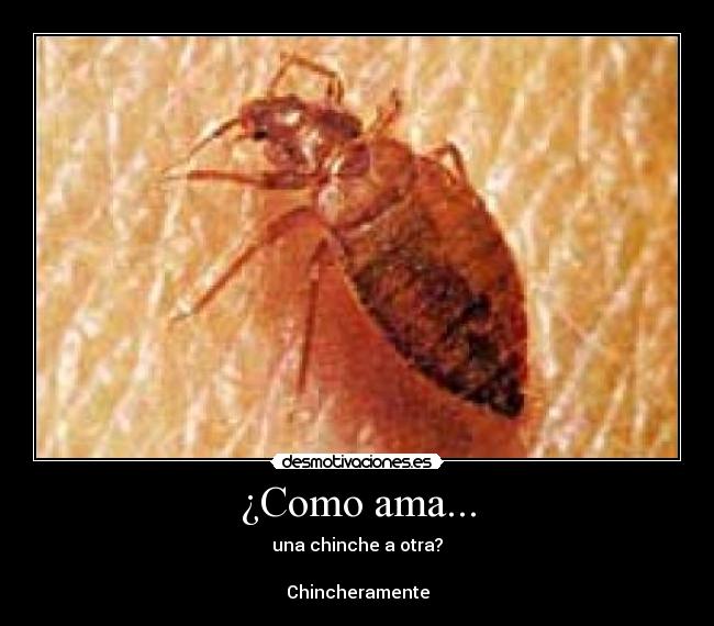 ¿Como ama... -
