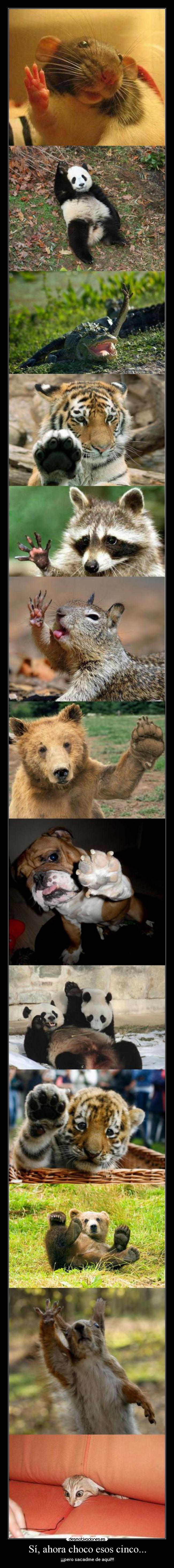 Sí, ahora choco esos cinco... - ¡¡¡pero sacadme de aquí!!!