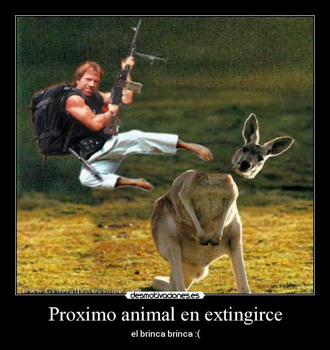 Proximo animal en extingirce - el brinca brinca :(