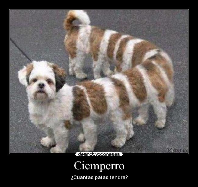 Ciemperro - ¿Cuantas patas tendra?
