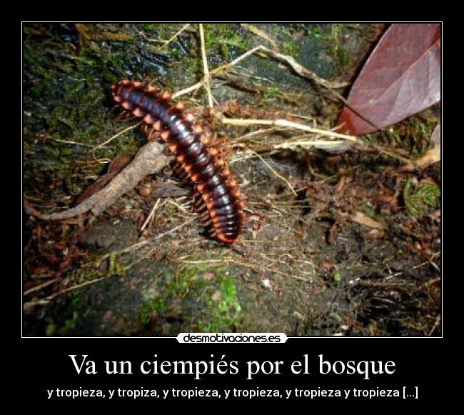 carteles ciempies bosque tropieza piedra acv humor animal desmotivaciones