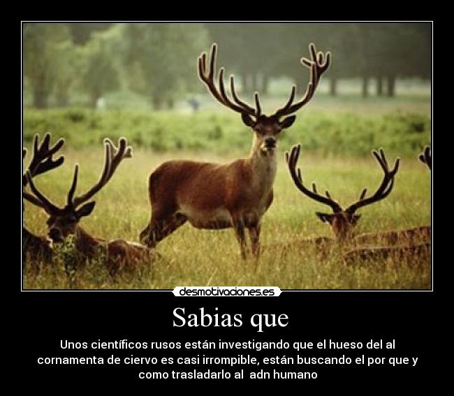   Sabias que  - 