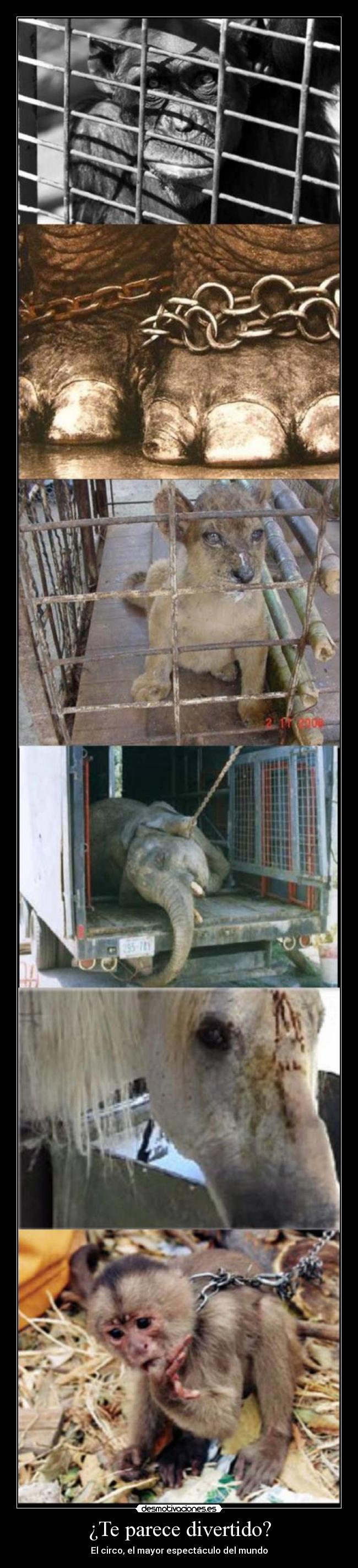 ¿Te parece divertido? - 