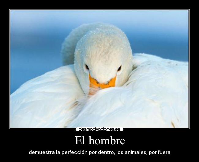 El hombre - demuestra la perfección por dentro, los animales, por fuera