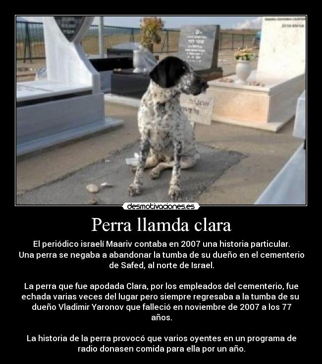 Perra llamda clara - 