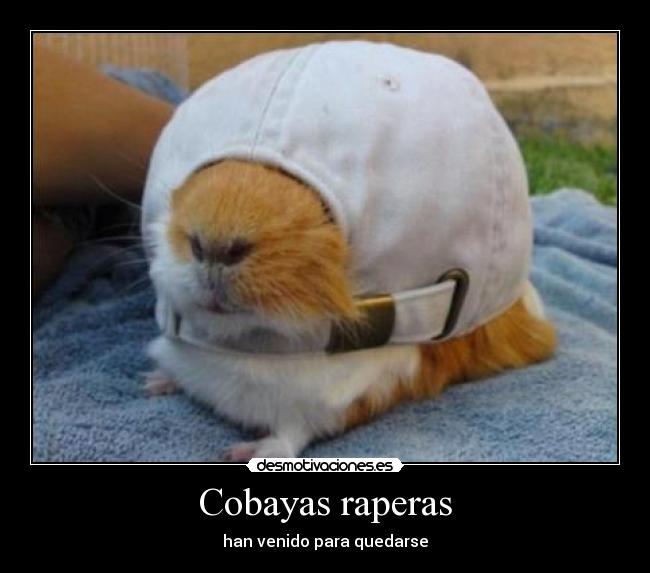 Cobayas raperas - 