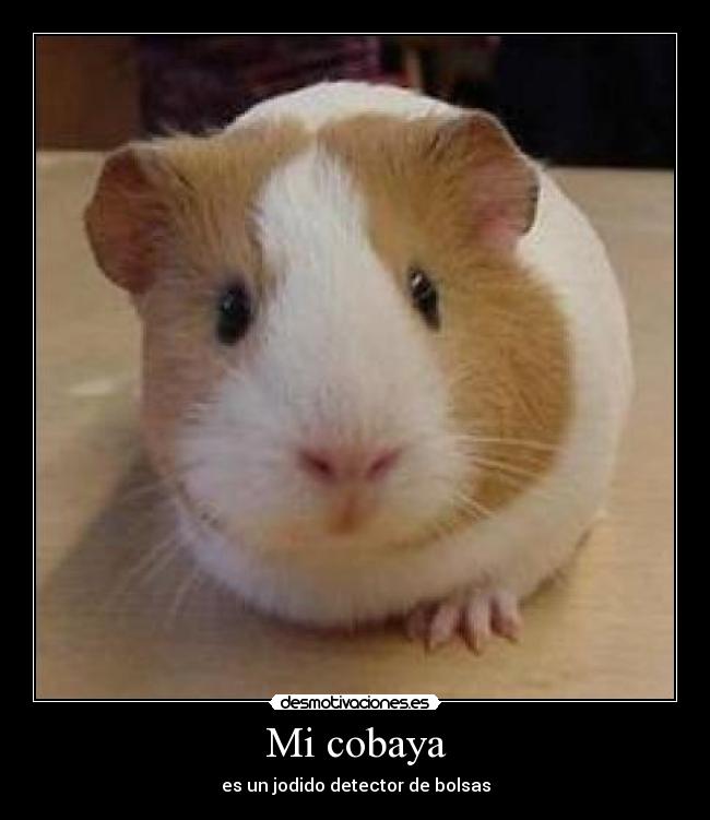 Mi cobaya - 