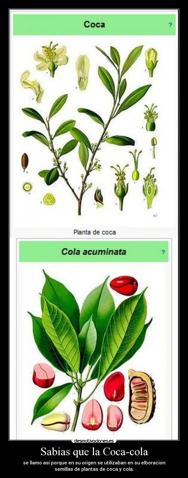 carteles los las coca cola coca-cola chuck norris sabias que desmotivaciones