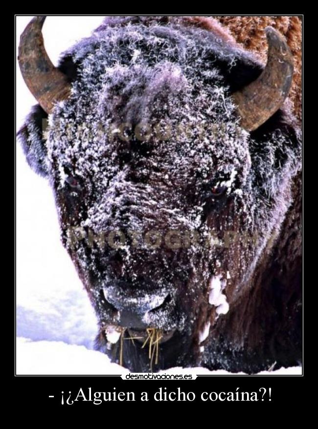 - ¡¿Alguien a dicho cocaína?! - 
