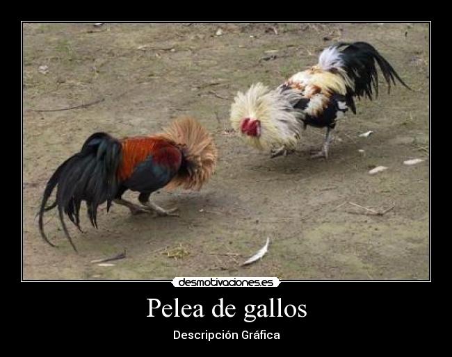 Pelea de gallos - Descripción Gráfica