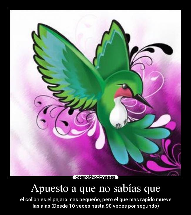 Apuesto a que no sabías que - 