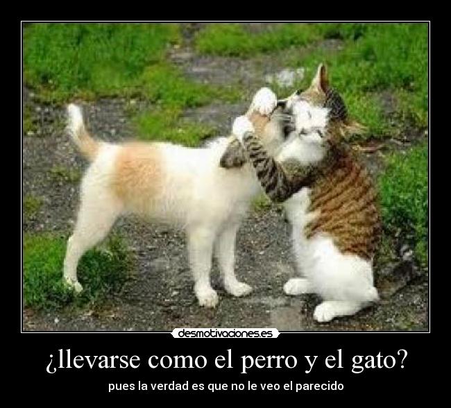 ¿llevarse como el perro y el gato? -