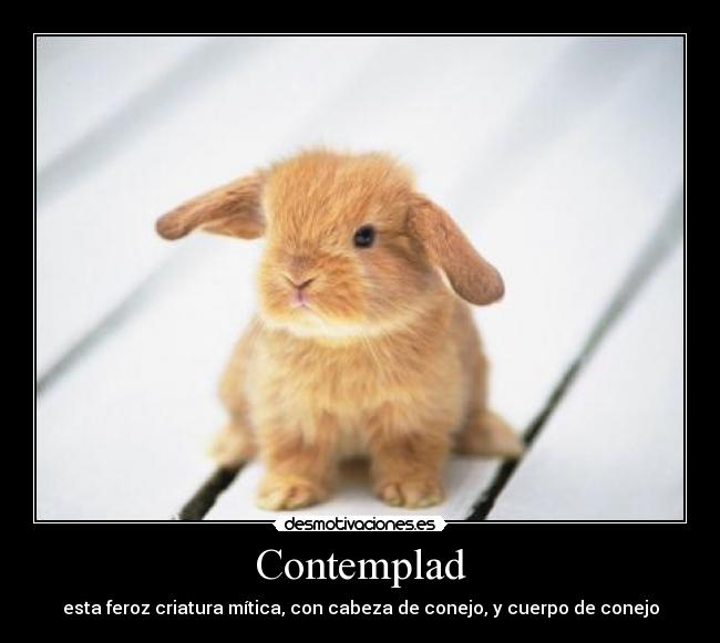 Contemplad - 