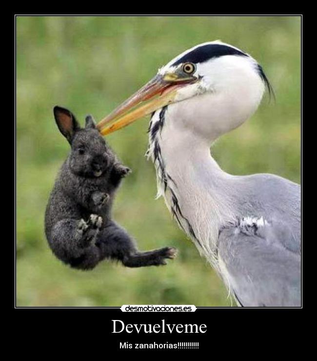 Devuelveme - 