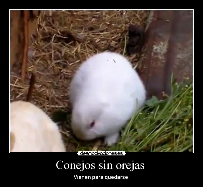 carteles conejo sin orejas japon desmotivaciones