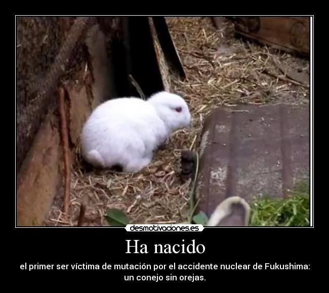 Ha nacido - el primer ser víctima de mutación por el accidente nuclear de Fukushima:
un conejo sin orejas.